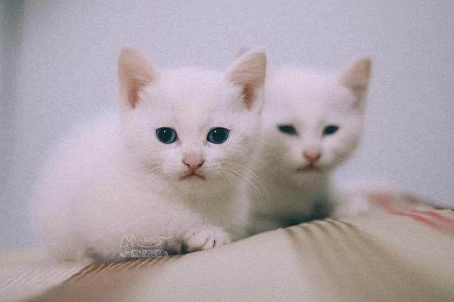 一夜之间拥有5只小奶猫 而且个个都是雪花白 那是何等的诱惑?