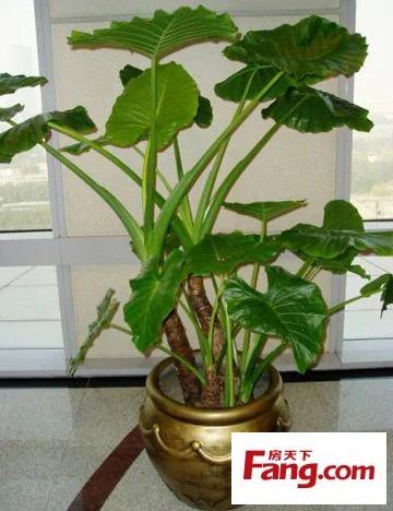 新装修房子放什么植物 18款健康绿植吸醛又净味