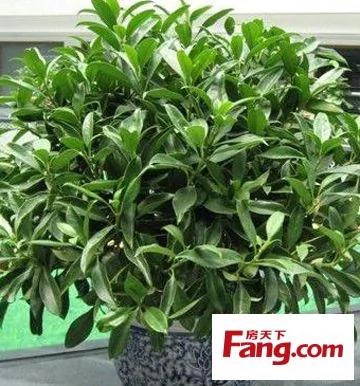 新装修房子放什么植物 18款健康绿植吸醛又净味