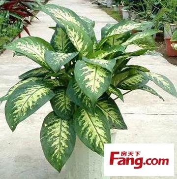 新装修房子放什么植物 18款健康绿植吸醛又净味