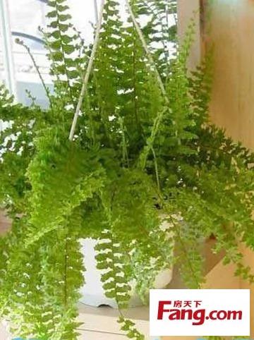 新装修房子放什么植物 18款健康绿植吸醛又净味