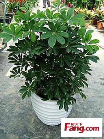 新装修房子放什么植物 18款健康绿植吸醛又净味
