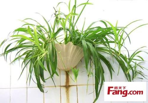 新装修房子放什么植物 18款健康绿植吸醛又净味