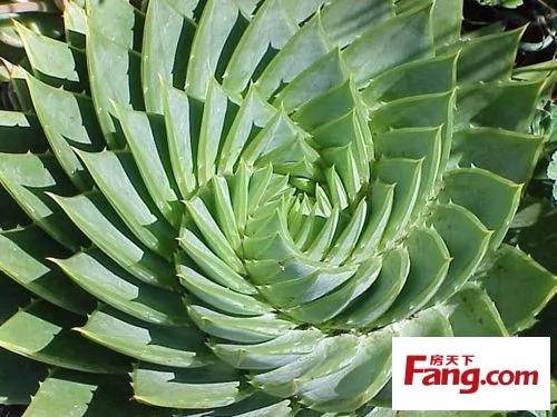 新装修房子放什么植物 18款健康绿植吸醛又净味