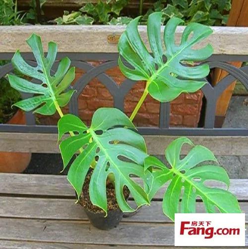 新装修房子放什么植物 18款健康绿植吸醛又净味
