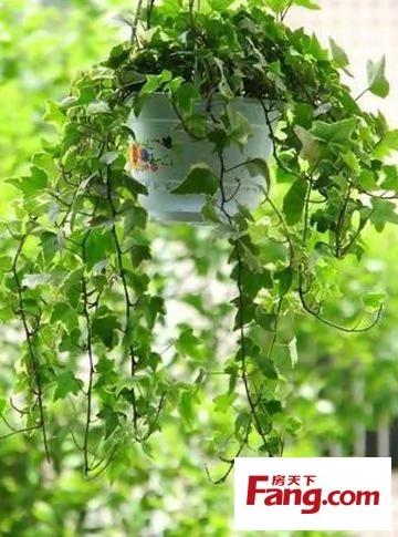新装修房子放什么植物 18款健康绿植吸醛又净味