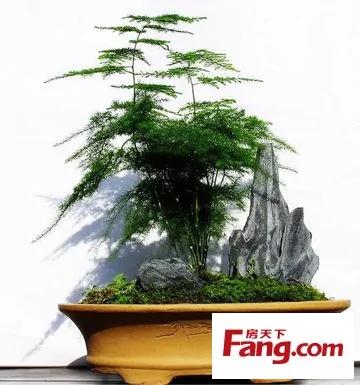 新装修房子放什么植物 18款健康绿植吸醛又净味