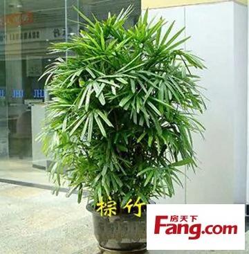 新装修房子放什么植物 18款健康绿植吸醛又净味