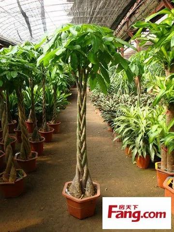 新装修房子放什么植物 18款健康绿植吸醛又净味
