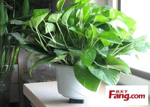 新装修房子放什么植物 18款健康绿植吸醛又净味