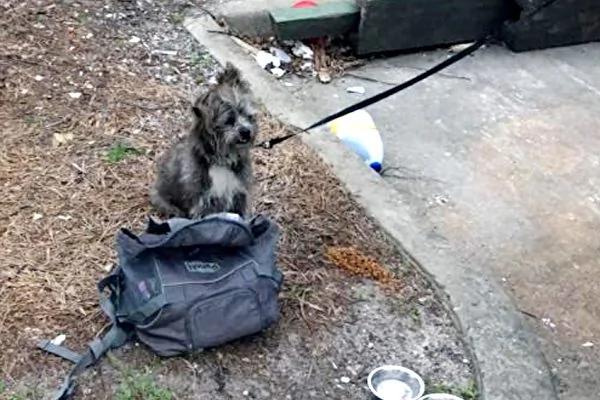 狗狗系名牌狗练 携昂贵狗包 路边求领养 真相令人意想不到!