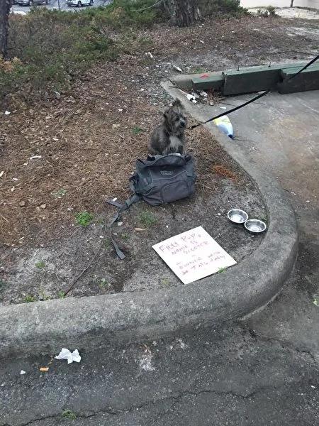 狗狗系名牌狗练 携昂贵狗包 路边求领养 真相令人意想不到!