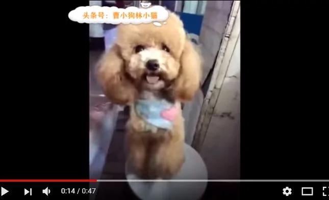 狗狗见主人吃饭 它这样暗示主人也想吃 太萌了！