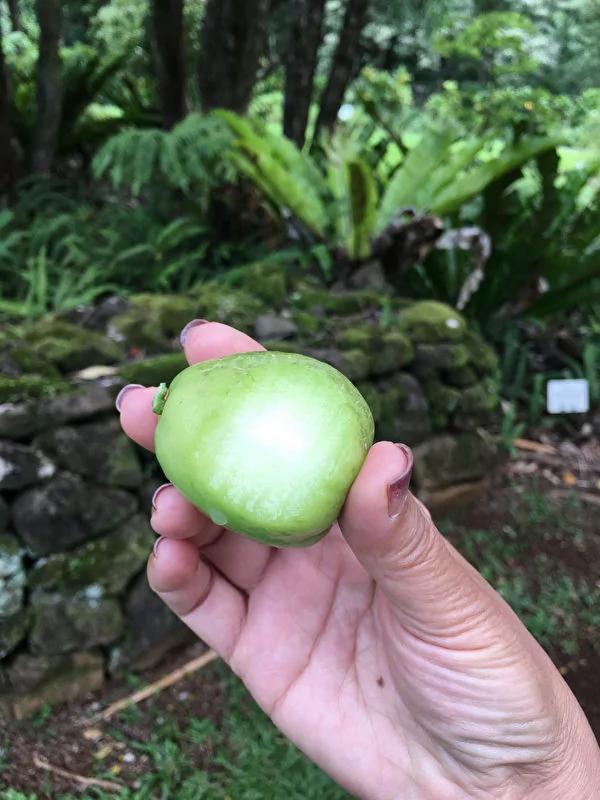 夏威夷旅游---奇异的植物花卉