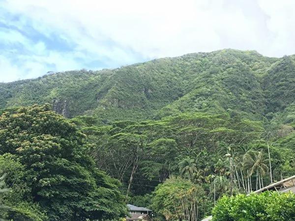 夏威夷旅游---奇异的植物花卉