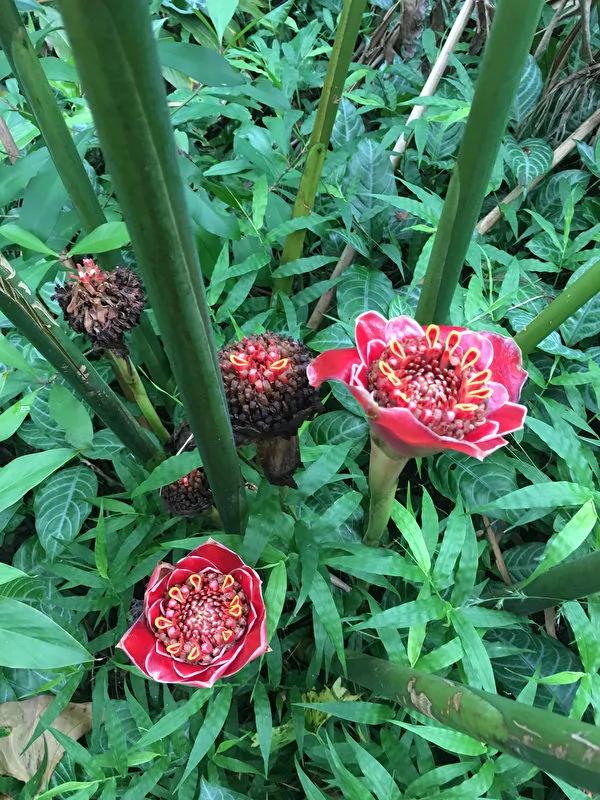 夏威夷旅游---奇异的植物花卉