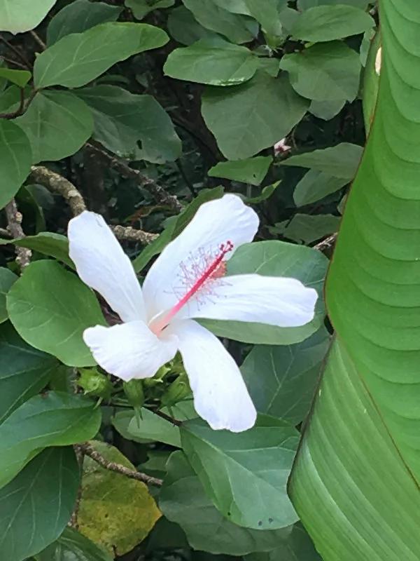 夏威夷旅游---奇异的植物花卉