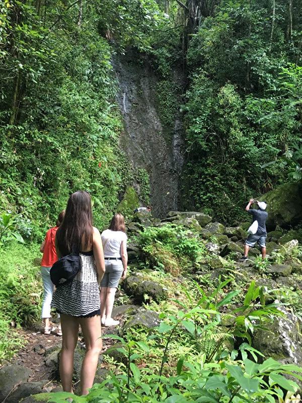 夏威夷旅游---奇异的植物花卉