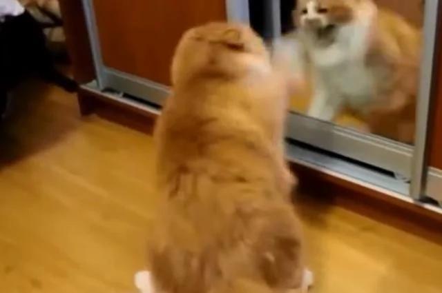 猫咪被镜子里的自己吓得炸毛了!