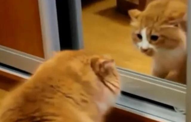 猫咪被镜子里的自己吓得炸毛了!