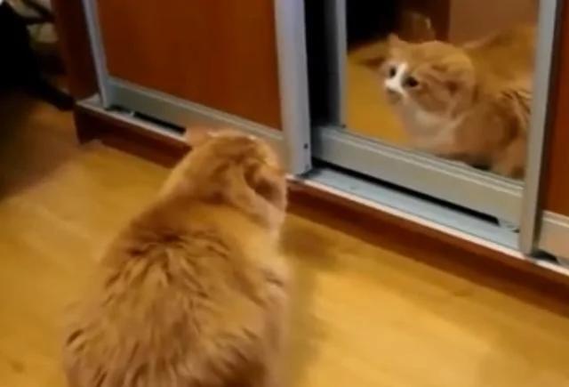 猫咪被镜子里的自己吓得炸毛了!