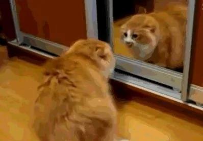 猫咪被镜子里的自己吓得炸毛了!