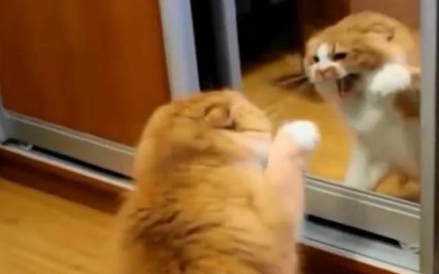 猫咪被镜子里的自己吓得炸毛了!