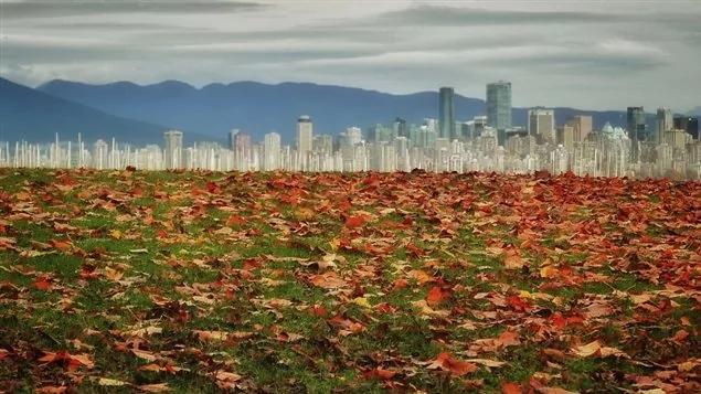 美翻!看温哥华的枫叶美景 多伦多目瞪口呆