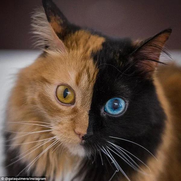 猫界传奇!罕见猫咪左右脸颜色完全不同