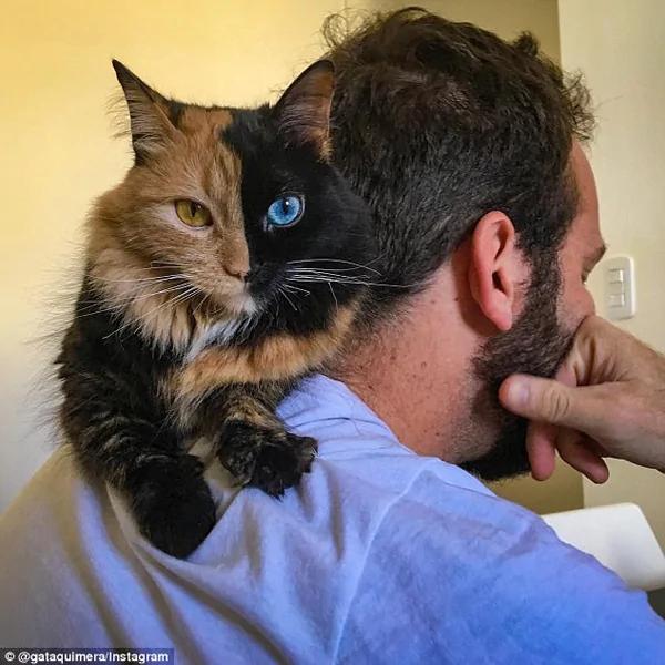 猫界传奇!罕见猫咪左右脸颜色完全不同