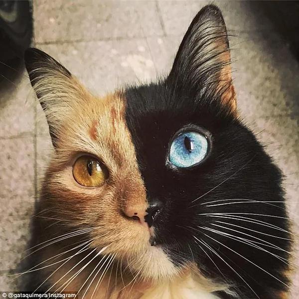 猫界传奇!罕见猫咪左右脸颜色完全不同