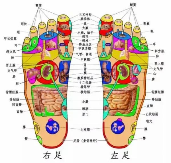 脚上的生命密码 人手一份 建议收藏!