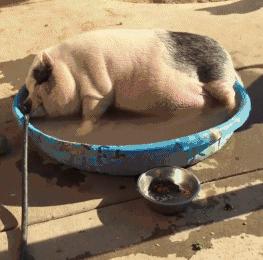 这只胖胖猪以为自己是汪星人 和狗狗兄弟们混在一起!