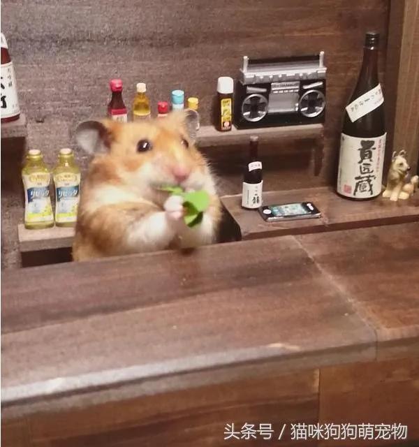 仓鼠品尝新食材 尝了一口后的“崩溃表情” 萌翻了!