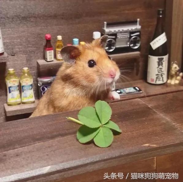 仓鼠品尝新食材 尝了一口后的“崩溃表情” 萌翻了!