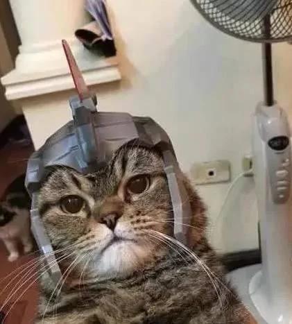 主人给猫咪买了个头盔 带上头盔的喵星人表情亮了!