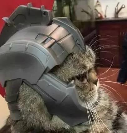 主人给猫咪买了个头盔 带上头盔的喵星人表情亮了!