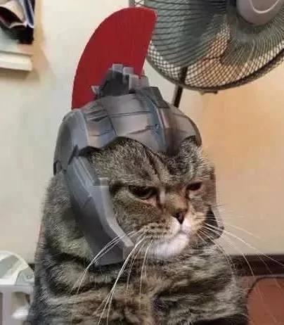 主人给猫咪买了个头盔 带上头盔的喵星人表情亮了!