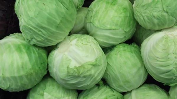 白菜萝卜统统靠边 它才是"菜王"!清理血管、养胃护胃很厉害 才几毛钱一斤!