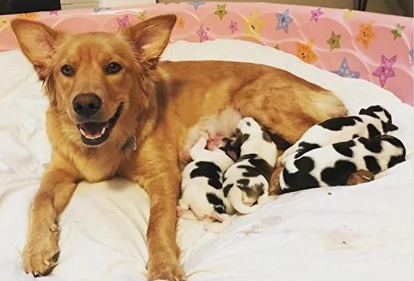 黄金猎犬生下奇异后代 一窝“奶牛”让新主人惊呆!