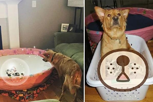 黄金猎犬生下奇异后代 一窝“奶牛”让新主人惊呆!
