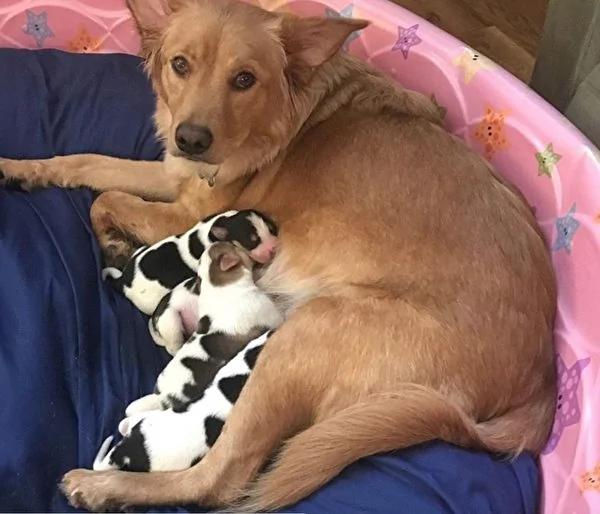 黄金猎犬生下奇异后代 一窝“奶牛”让新主人惊呆!