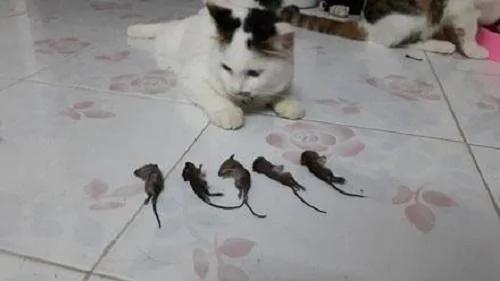 网友家的两只猫 一晚上抓了五只老鼠 网友是这样奖励它们的!