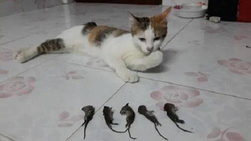 网友家的两只猫 一晚上抓了五只老鼠 网友是这样奖励它们的!