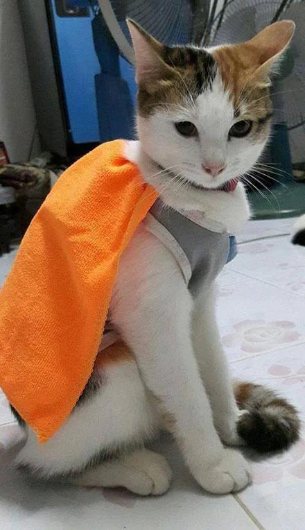 网友家的两只猫 一晚上抓了五只老鼠 网友是这样奖励它们的!