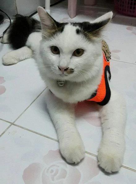 网友家的两只猫 一晚上抓了五只老鼠 网友是这样奖励它们的!