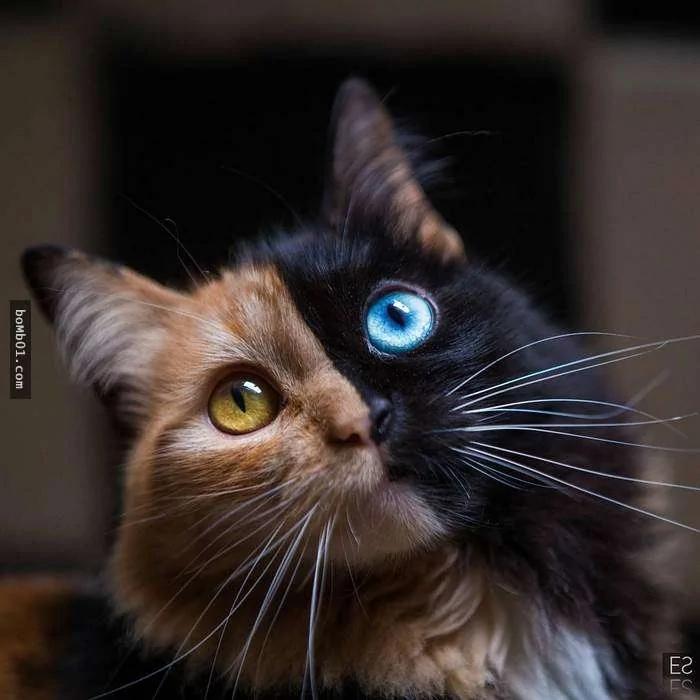 万中选一的绝美猫咪像是“2只猫咪的合体” 网友看呆!