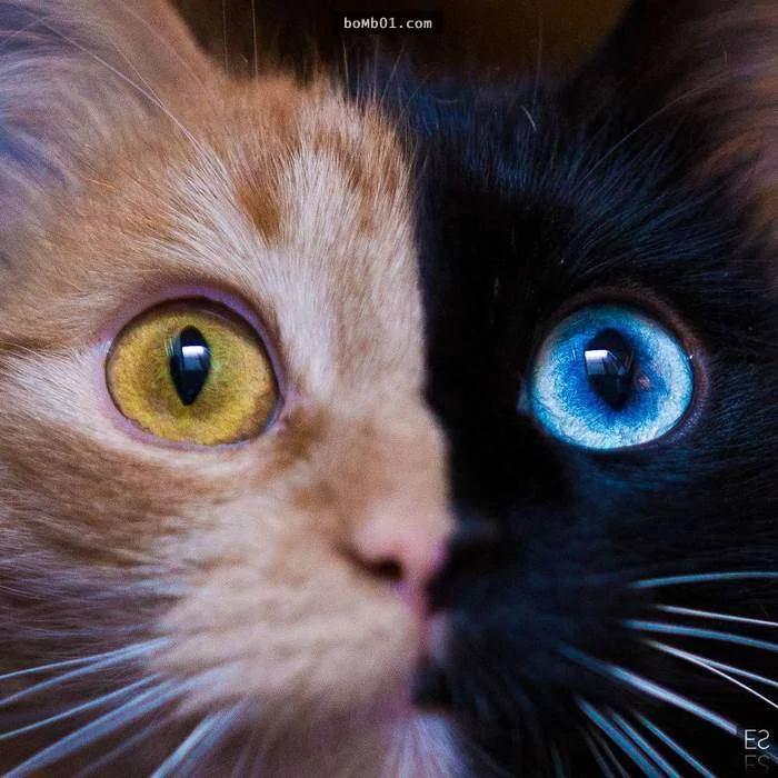 万中选一的绝美猫咪像是“2只猫咪的合体” 网友看呆!