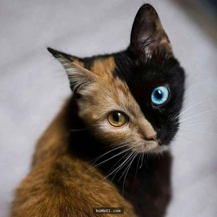 万中选一的绝美猫咪像是“2只猫咪的合体” 网友看呆!