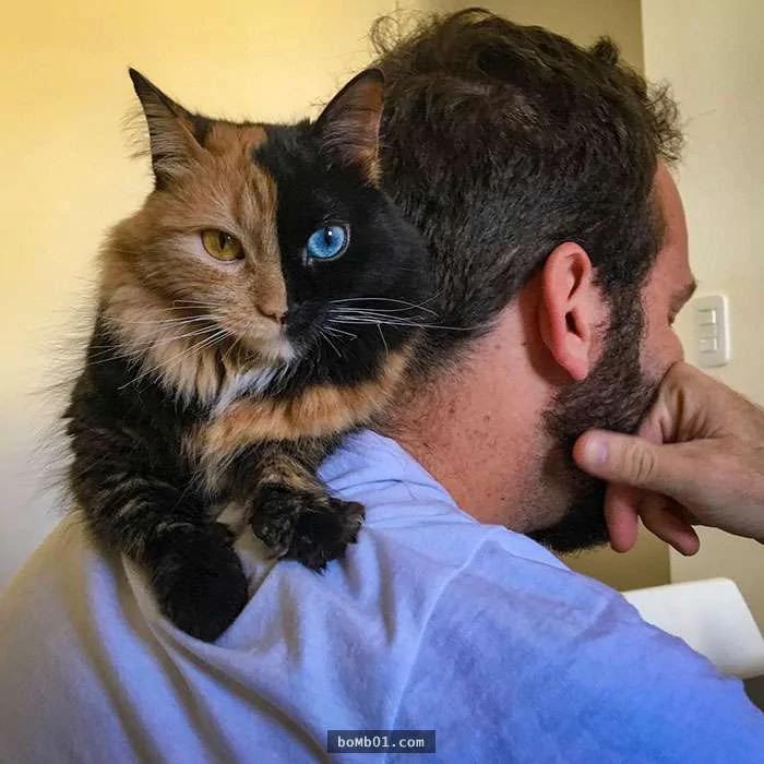 万中选一的绝美猫咪像是“2只猫咪的合体” 网友看呆!